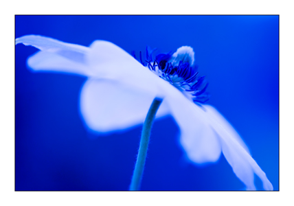 Blue Clematis 2